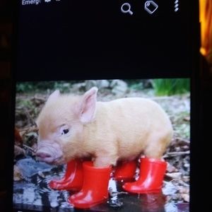 Meet your Posher, Laura